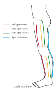 jambes-ligne-laterale