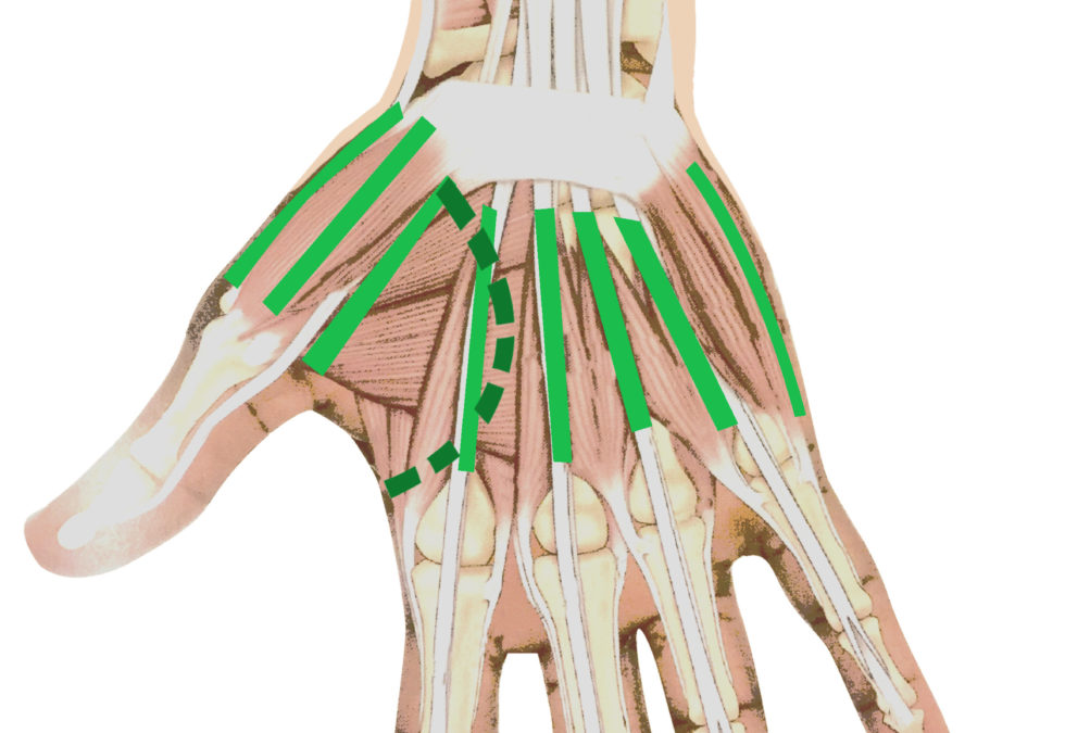 stage massage thai, lignes musculaires
