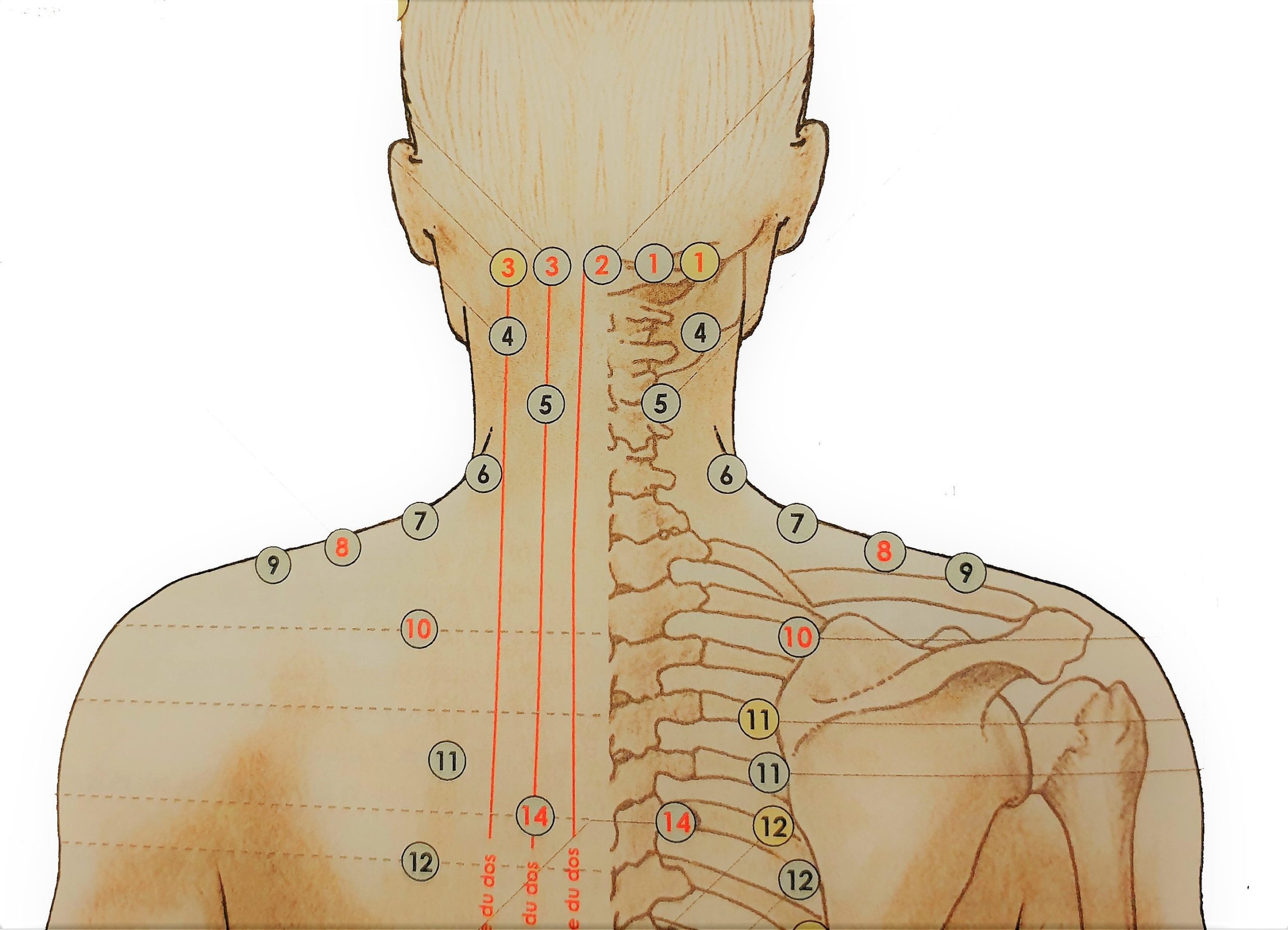 Cycle 3 Traiter Les Troubles Musculaires Nuadsen Cycle 3 Traiter Les Troubles Musculaires Nuadsen