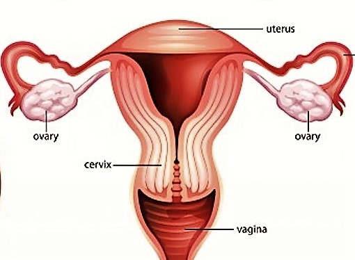 Compréhension du cycle et des douleurs des menstruations