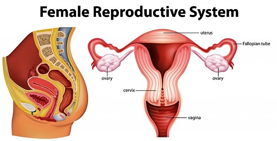 traitement des crampes menstruelles