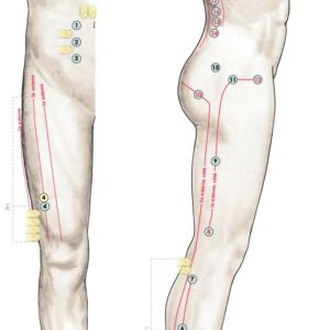 acupression bas du corps